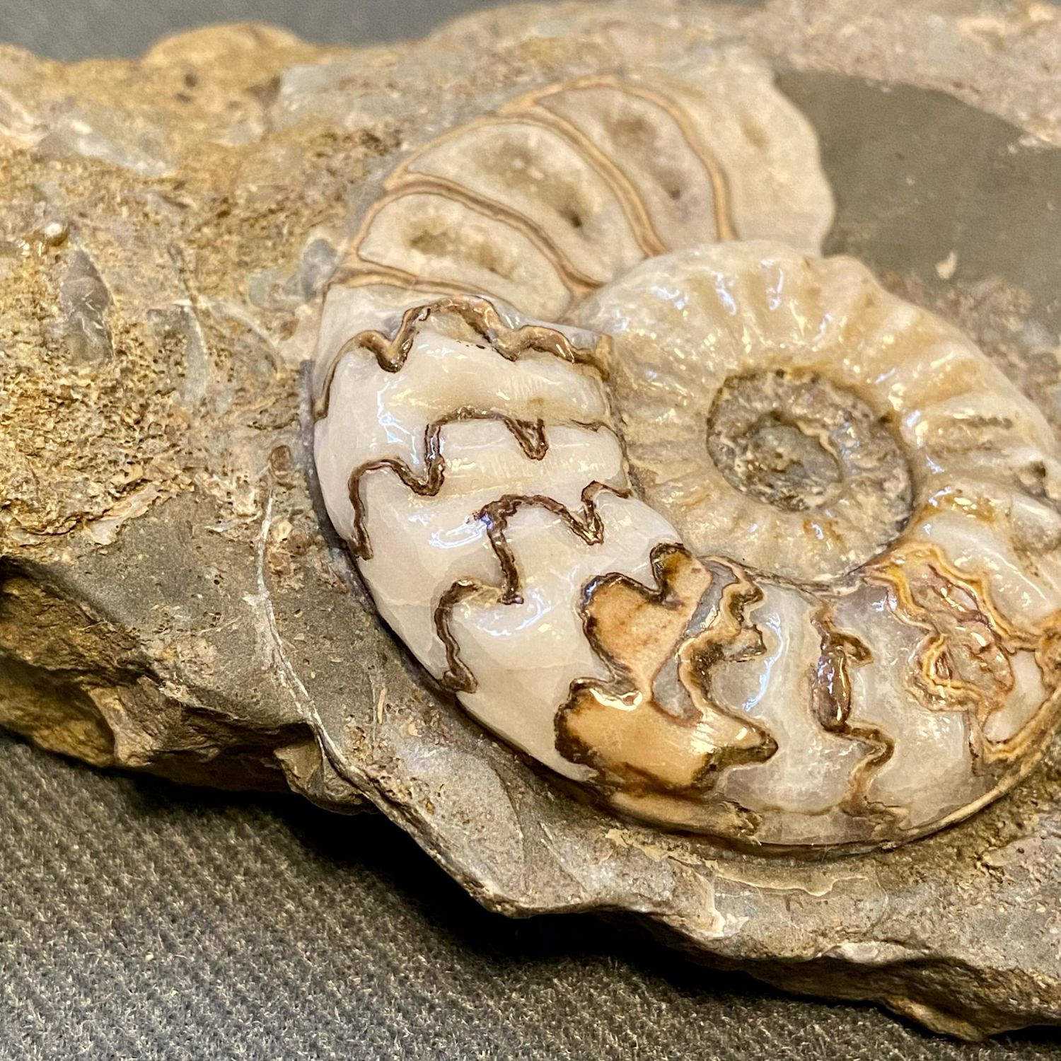 Fossil Ammonite Specimen - Antiquities & Fossils - Hemswell Antique Centres