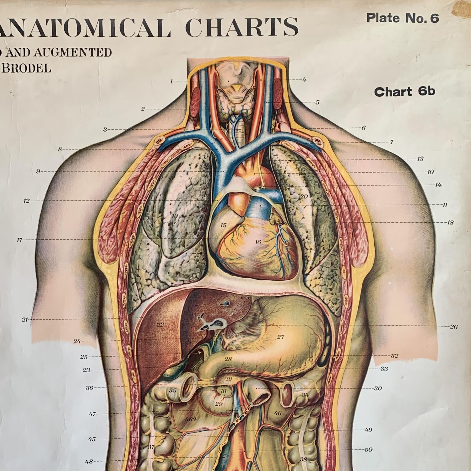 Adam Rouilly and Company Anatomical Chest and Abdomen Charts - Other ...