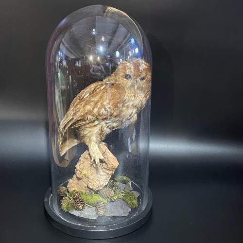Taxidermy Tawny Owl in a Glass Dome image-1