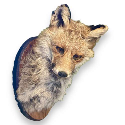 Taxidermy Fox Mask image-1