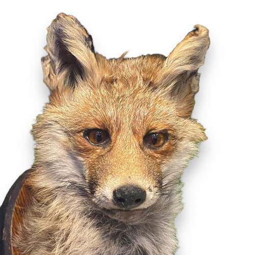 Taxidermy Fox Mask image-2