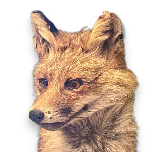 Taxidermy Fox Mask image-3