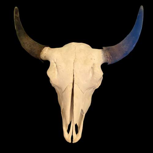 North American Bison Skull image-1