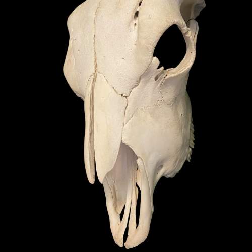 North American Bison Skull image-3