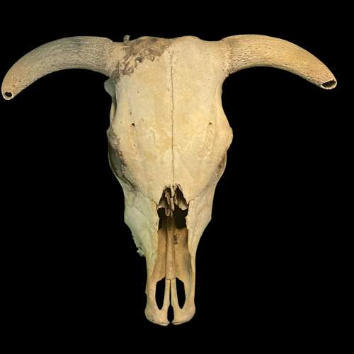 Naturally Weathered Upper Cow Skull image-1