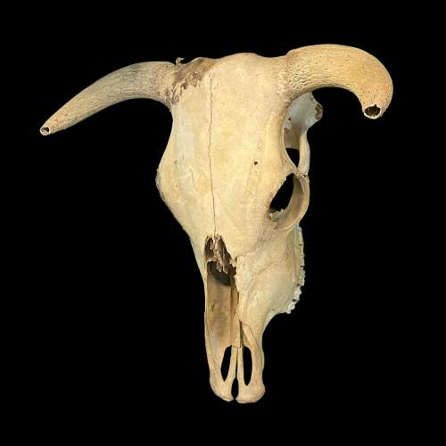 Naturally Weathered Upper Cow Skull image-2