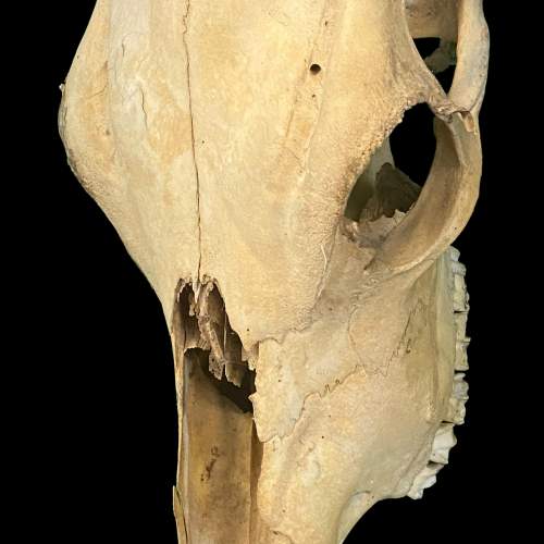 Naturally Weathered Upper Cow Skull image-3