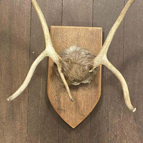 Reindeer Antlers on Furred Skull Cap image-2