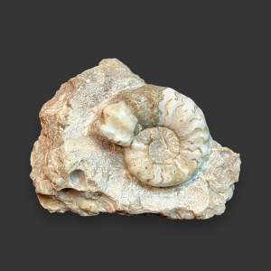 North Lincolnshire Fossil Ammonite Aegasteroceras Sagittarium