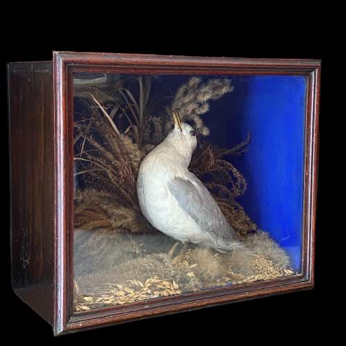 Victorian Cased Taxidermy Kittiwake image-1