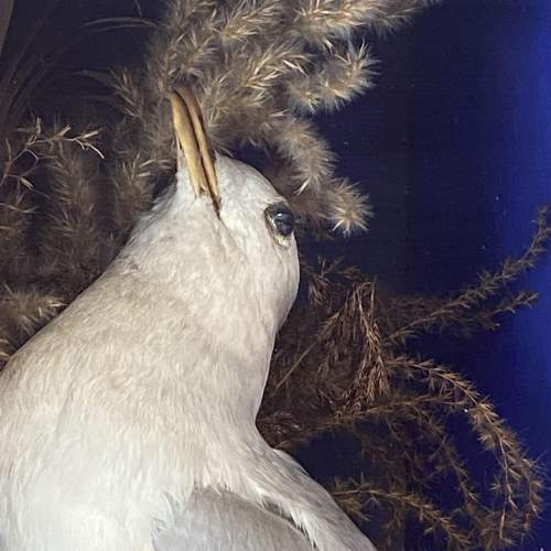 Victorian Cased Taxidermy Kittiwake image-2