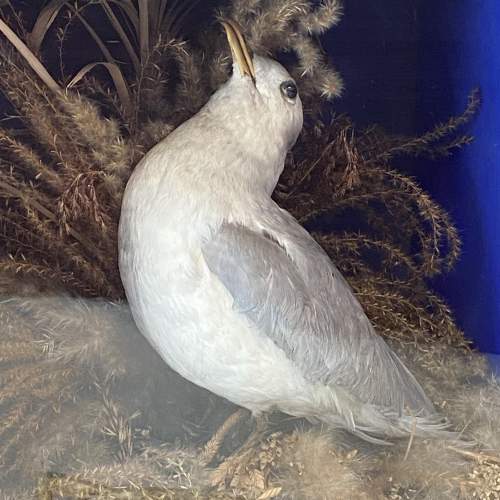 Victorian Cased Taxidermy Kittiwake image-3