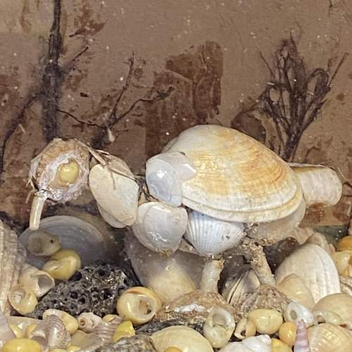 Unique Cased Victorian Shell Diorama image-3
