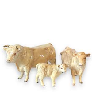 Beswick Cattle Family - Charolais Breed