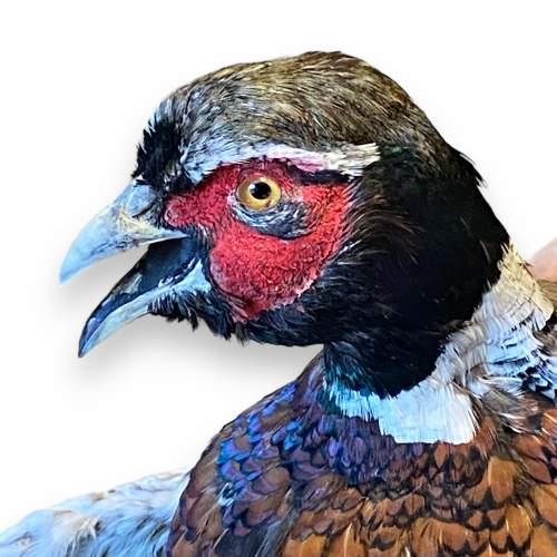 Anthropomorphic Taxidermy Pheasant in the form of a Waiter image-2