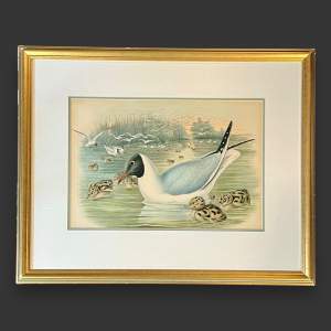 Hand Coloured Engraving of a Black Headed Gull by John Gould