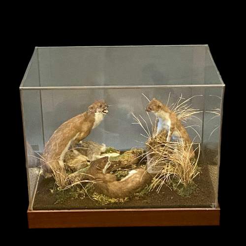 Cased Taxidermy Display of Stoats fighting over a Rabbit image-1