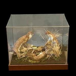 Cased Taxidermy Display of Stoats fighting over a Rabbit