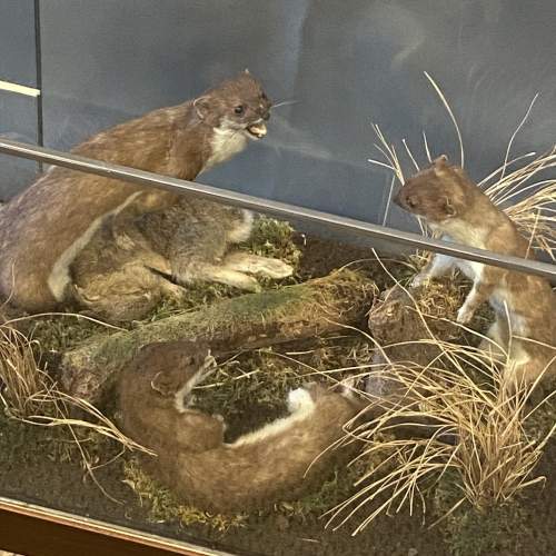 Cased Taxidermy Display of Stoats fighting over a Rabbit image-2