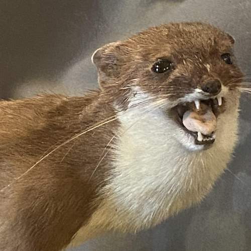 Cased Taxidermy Display of Stoats fighting over a Rabbit image-3