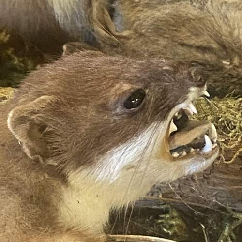 Cased Taxidermy Display of Stoats fighting over a Rabbit image-4