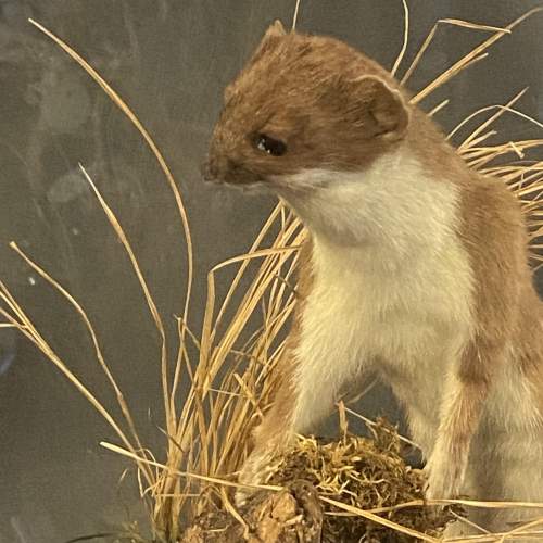 Cased Taxidermy Display of Stoats fighting over a Rabbit image-5