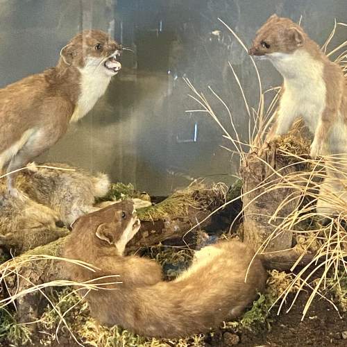 Cased Taxidermy Display of Stoats fighting over a Rabbit image-6