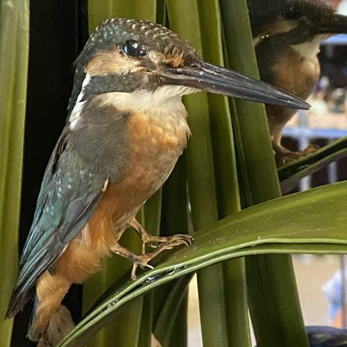 Unique Cased Taxidermy Display of Four Kingfishers image-3