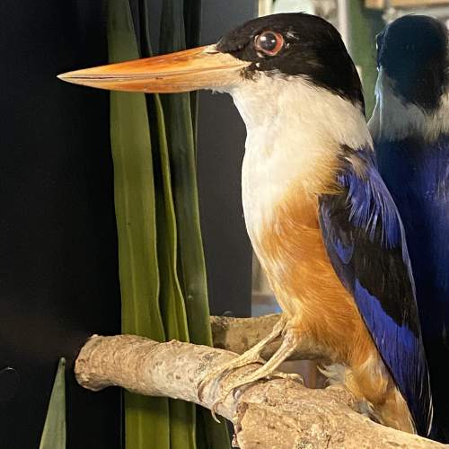 Unique Cased Taxidermy Display of Four Kingfishers image-4