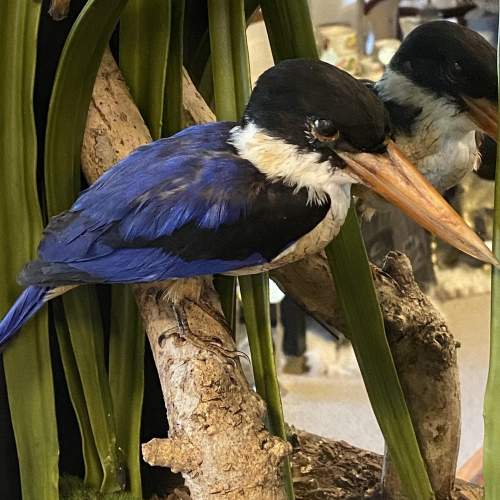 Unique Cased Taxidermy Display of Four Kingfishers image-5