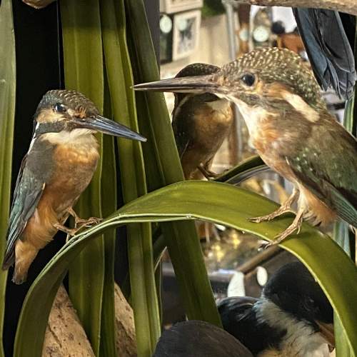 Unique Cased Taxidermy Display of Four Kingfishers image-6