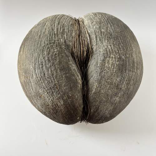 Original Rare Natural Coco De Mer Seychelles Coconut Seed image-1