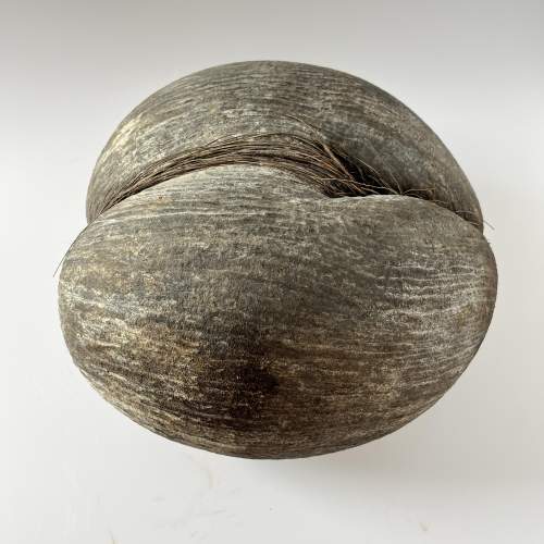 Original Rare Natural Coco De Mer Seychelles Coconut Seed image-2