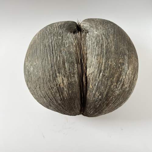 Original Rare Natural Coco De Mer Seychelles Coconut Seed image-3