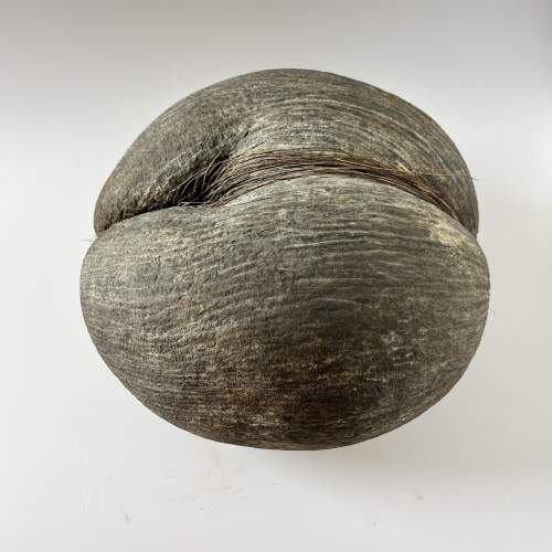 Original Rare Natural Coco De Mer Seychelles Coconut Seed image-4