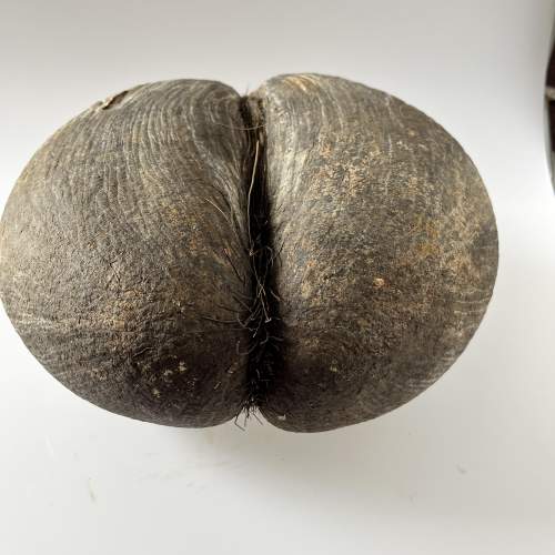 Original Rare Natural Coco De Mer Seychelles Coconut Seed image-5