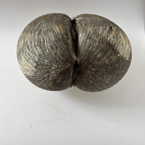 Original Rare Natural Coco De Mer Seychelles Coconut Seed image-6