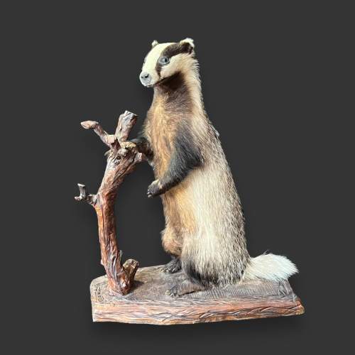 Taxidermy Standing Badger image-1