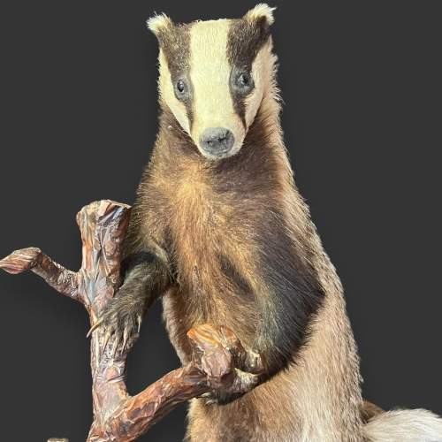 Taxidermy Standing Badger image-2