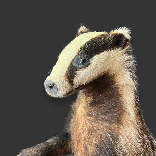 Taxidermy Standing Badger image-3