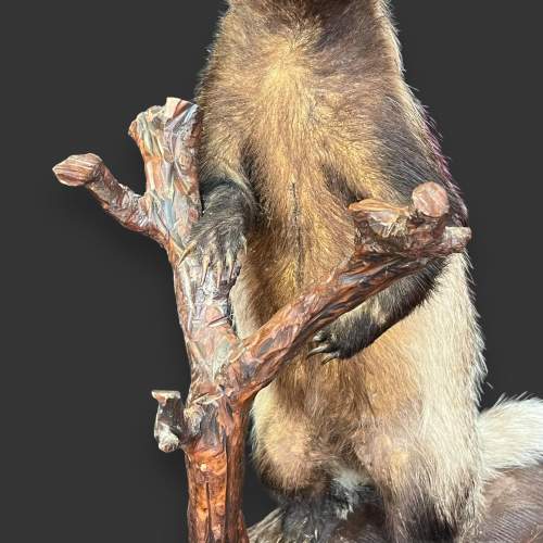 Taxidermy Standing Badger image-4