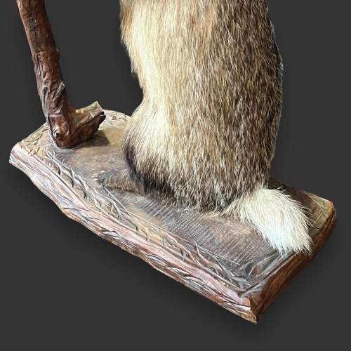 Taxidermy Standing Badger image-5