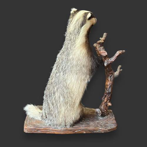 Taxidermy Standing Badger image-6