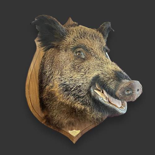 Taxidermy Large Boars Head image-1