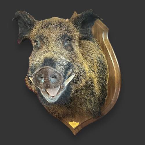 Taxidermy Large Boars Head image-2