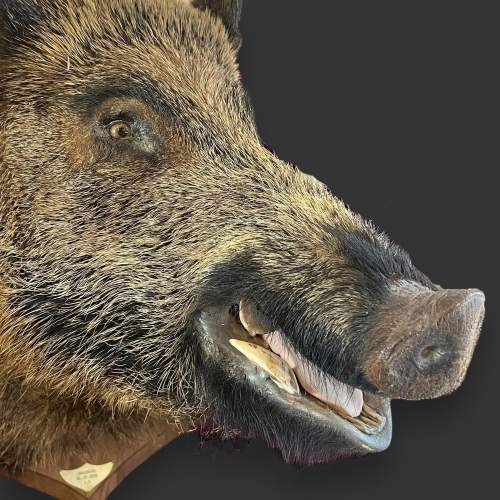 Taxidermy Large Boars Head image-3