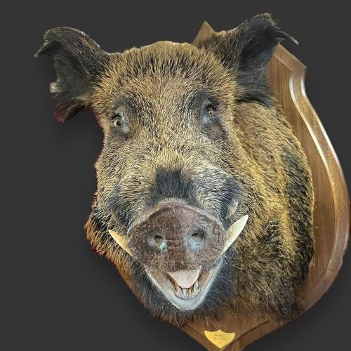 Taxidermy Large Boars Head image-4