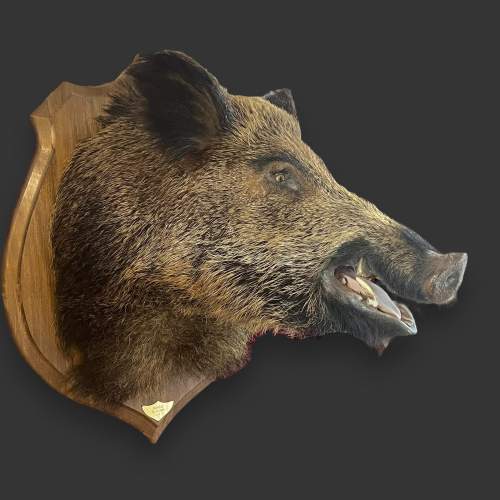 Taxidermy Large Boars Head image-5