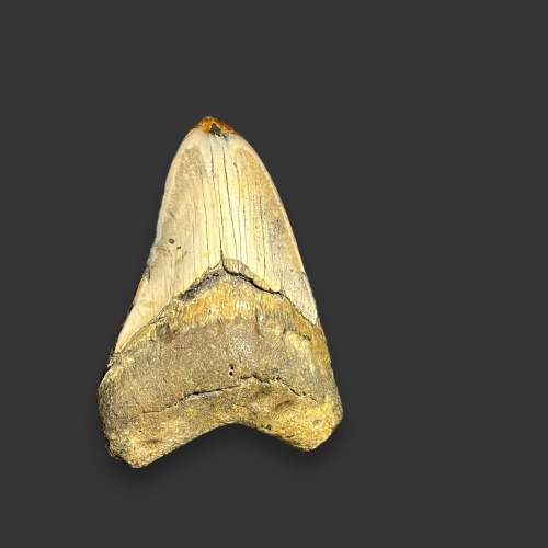 Fossilised Megalodon Shark Tooth image-1