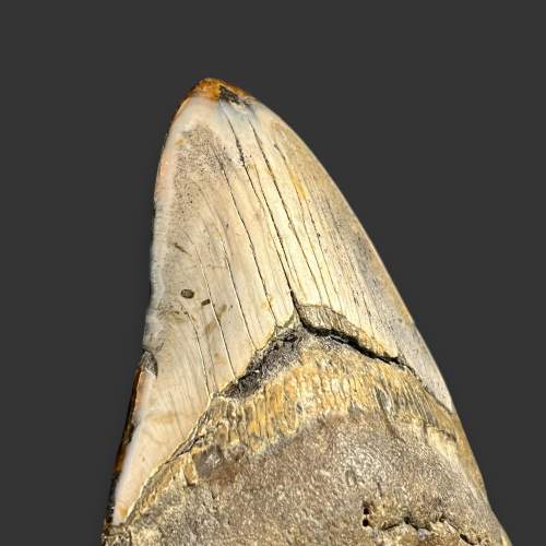 Fossilised Megalodon Shark Tooth image-2